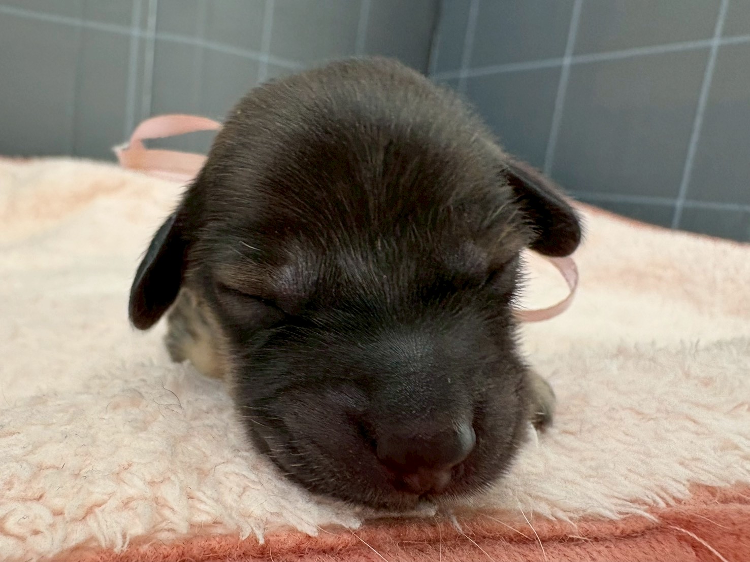 カニンヘンダックスフンド