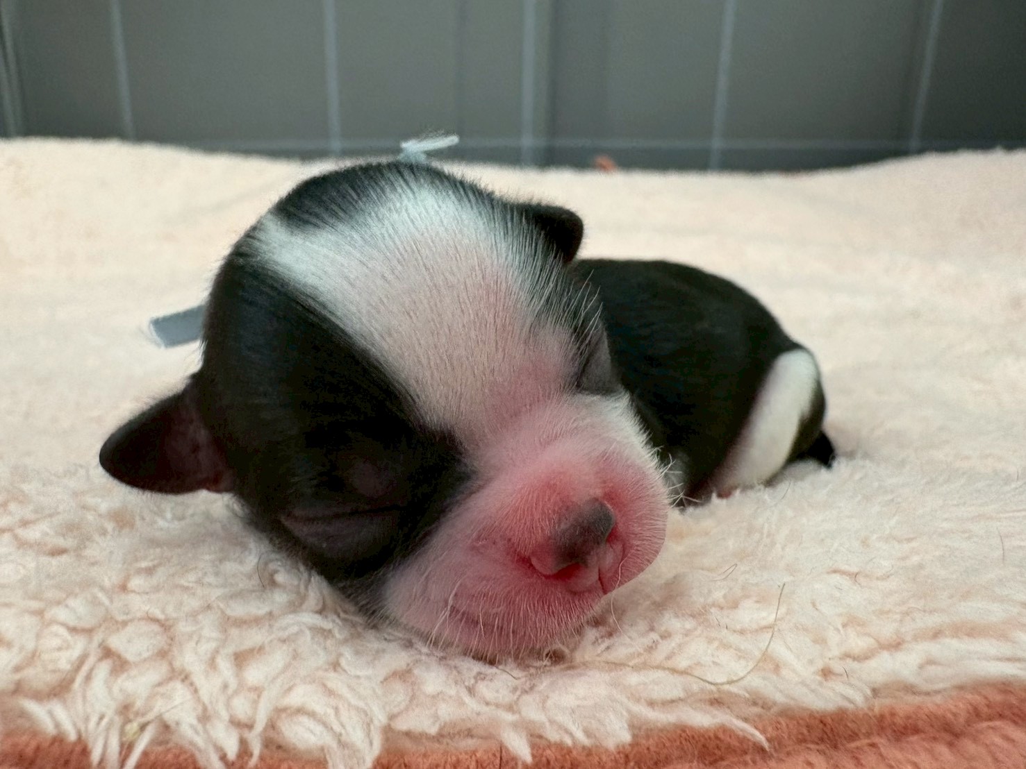 チワワ（スムースコート）