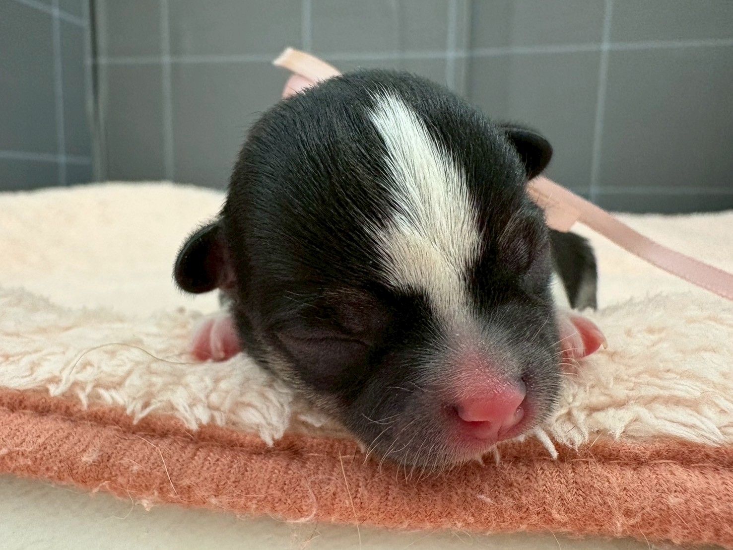 チワワ（スムースコート）