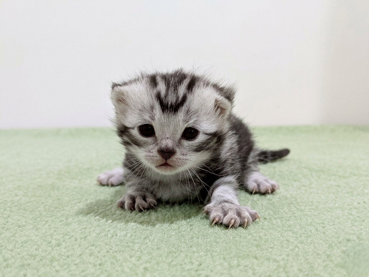 アメリカンショートヘアー