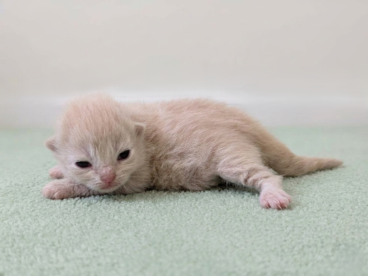 赤ちゃん写真1-2