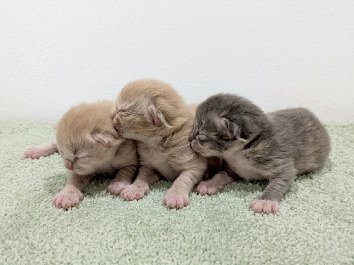 赤ちゃん写真1-3