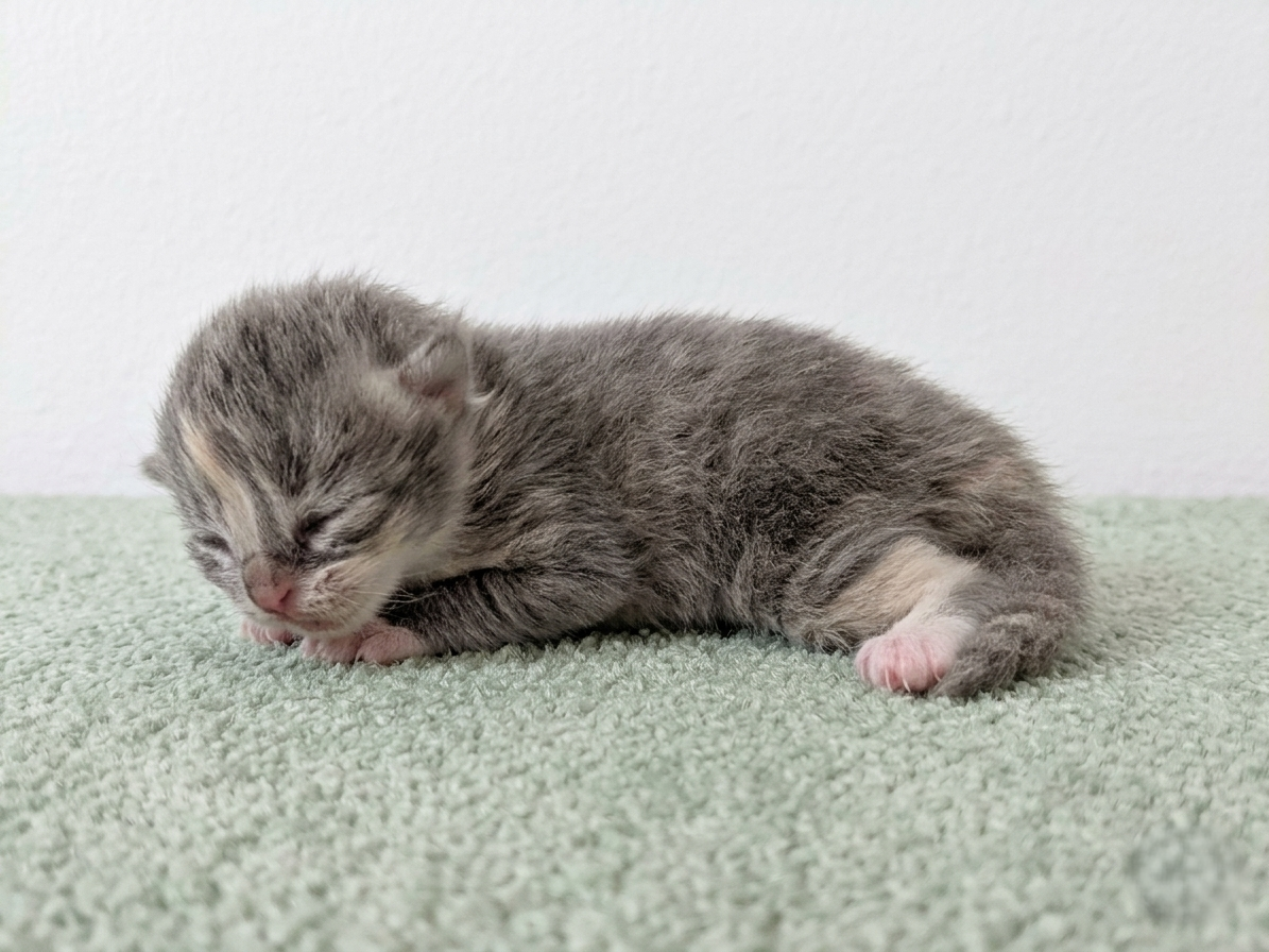 赤ちゃん写真1-2