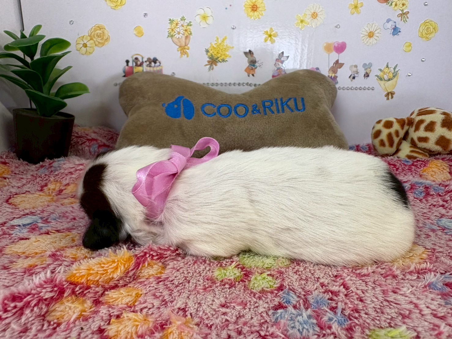 赤ちゃん写真1-2