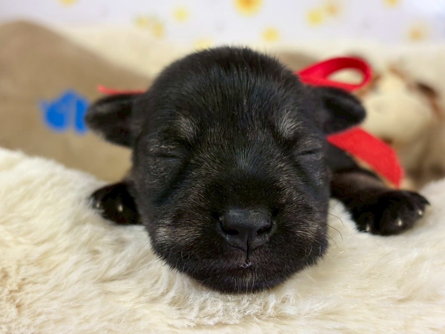 ミニチュア・シュナウザー