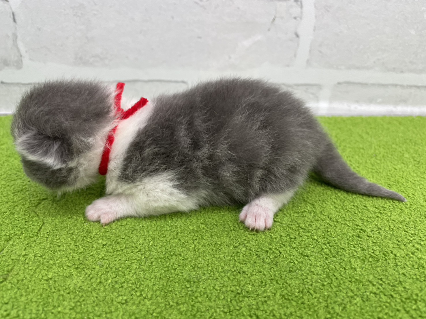 赤ちゃん写真1-2