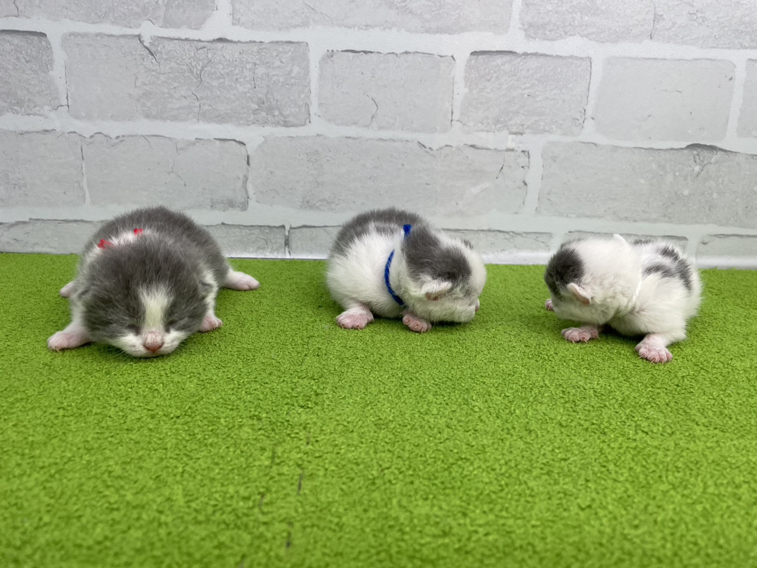 赤ちゃん写真1-3
