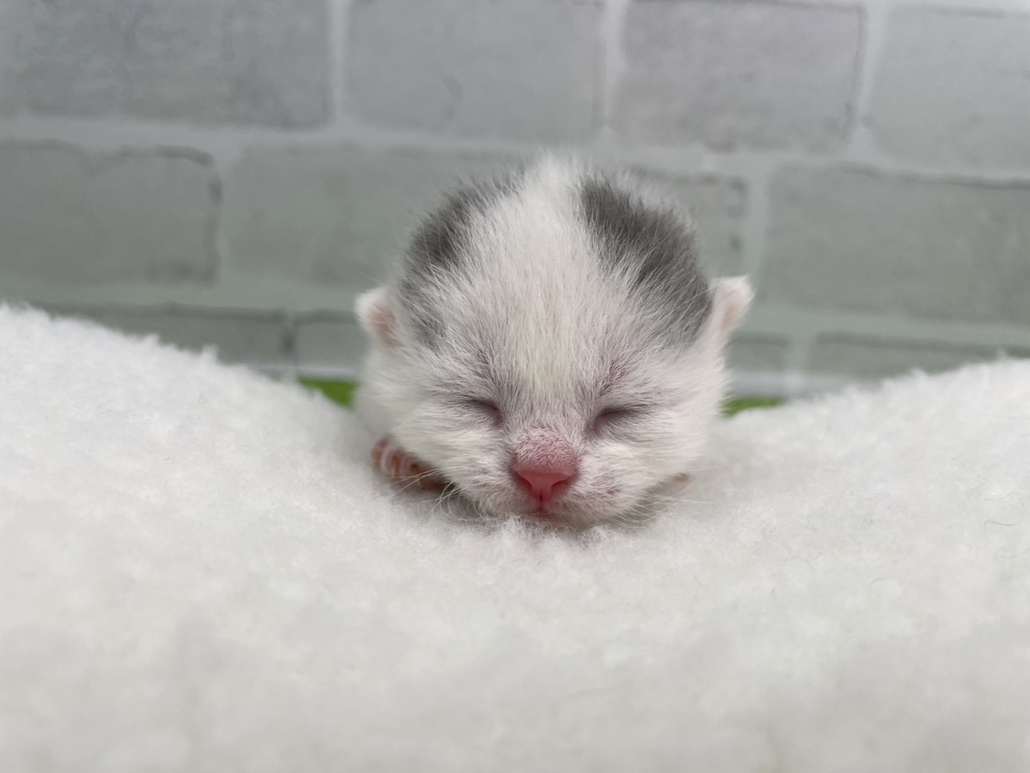 スコティッシュフォールド