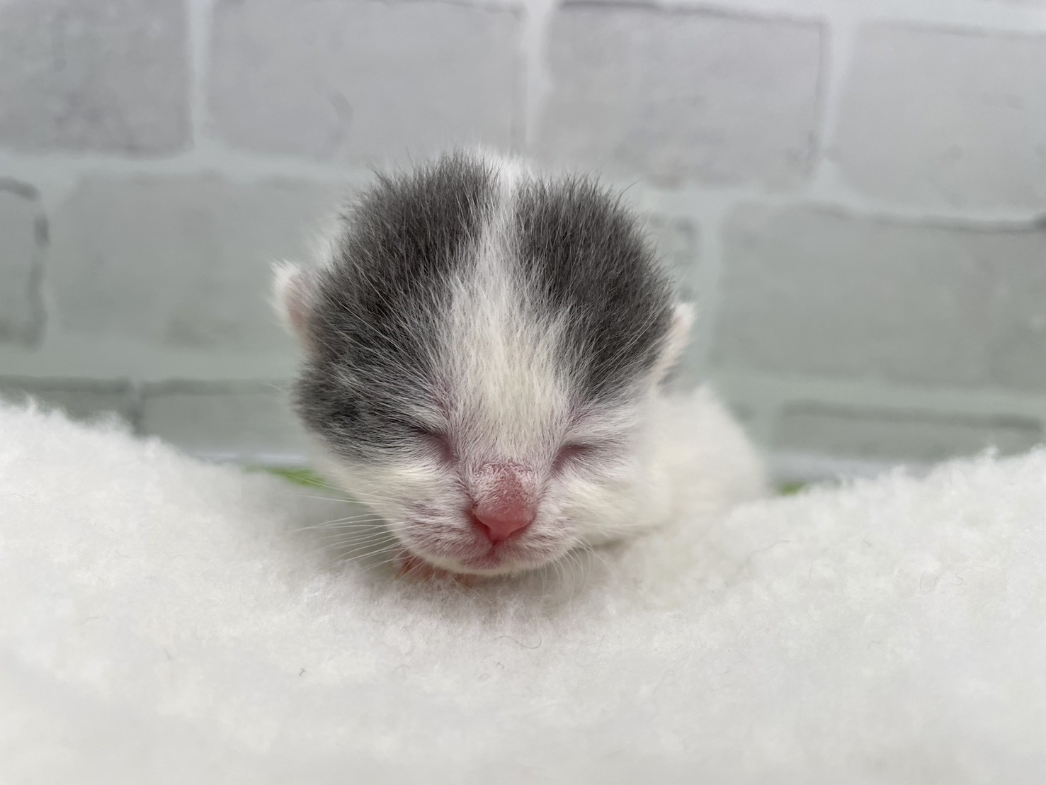 スコティッシュフォールド