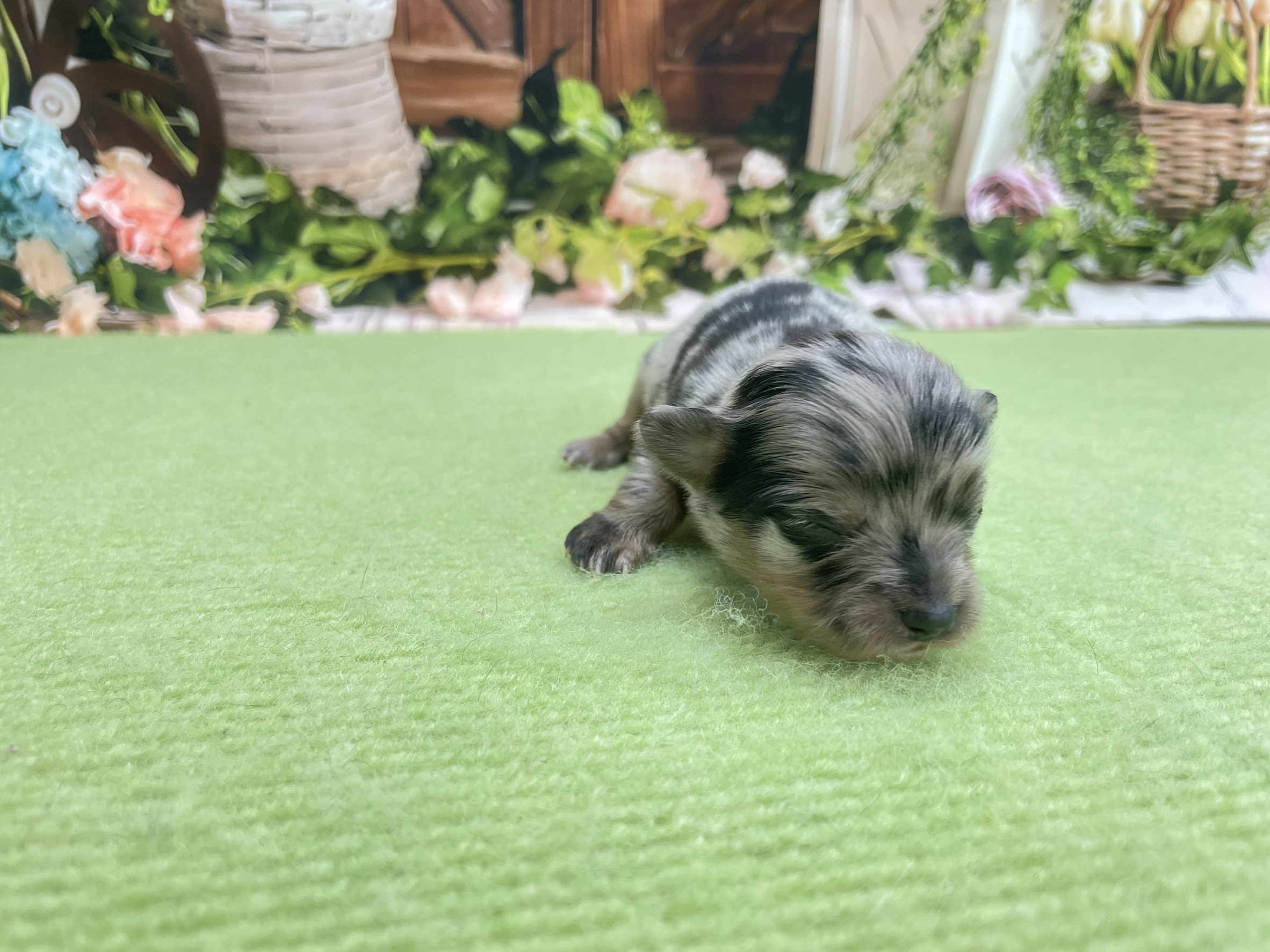 赤ちゃん写真1-1
