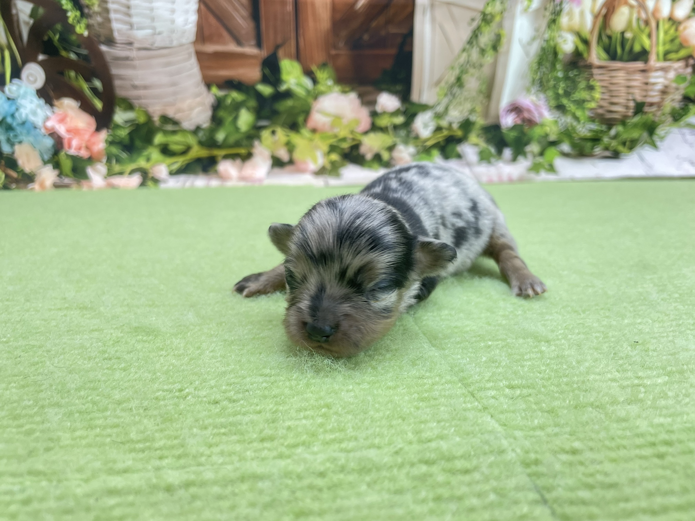赤ちゃん写真1-2