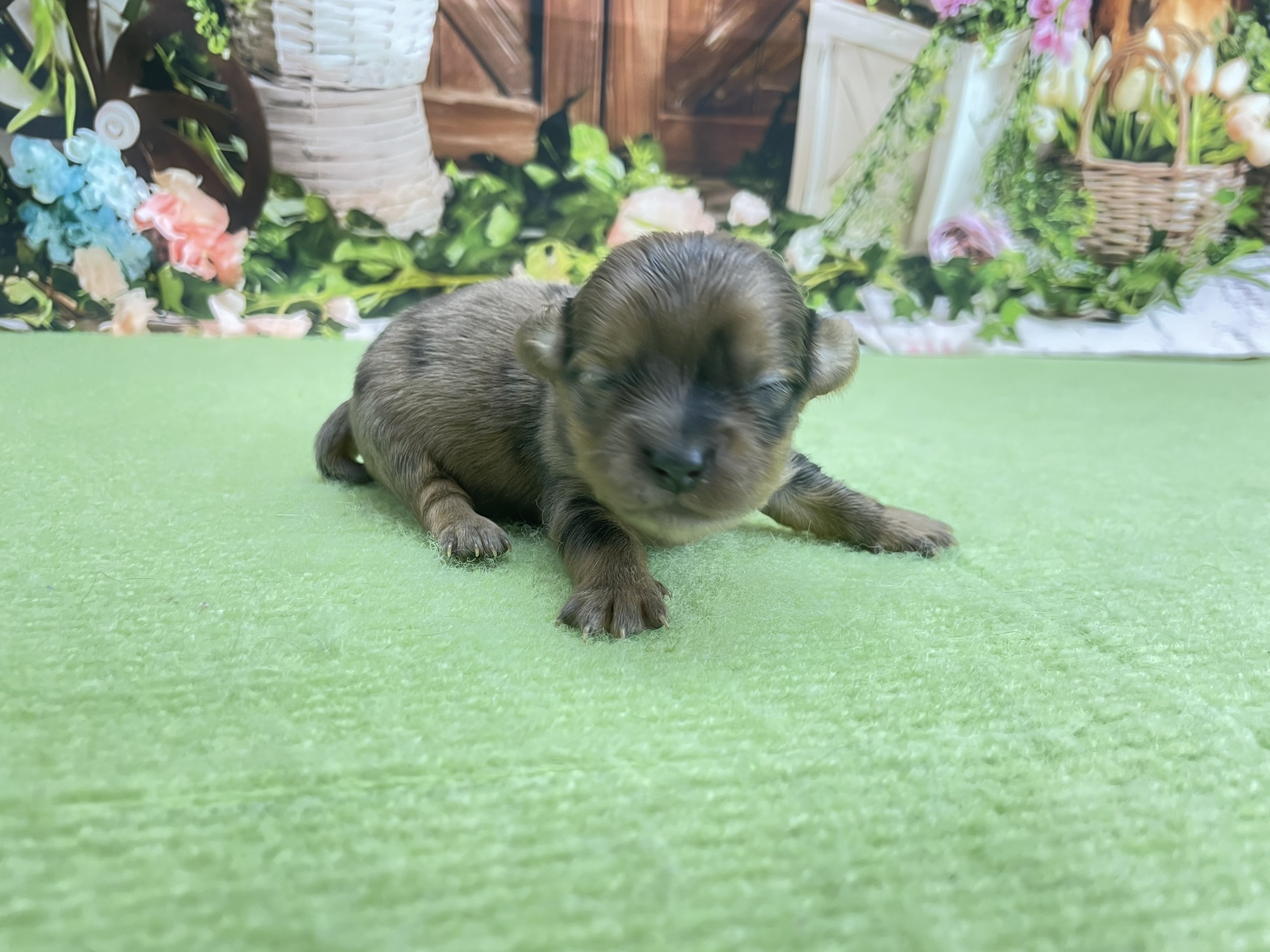 赤ちゃん写真1-1