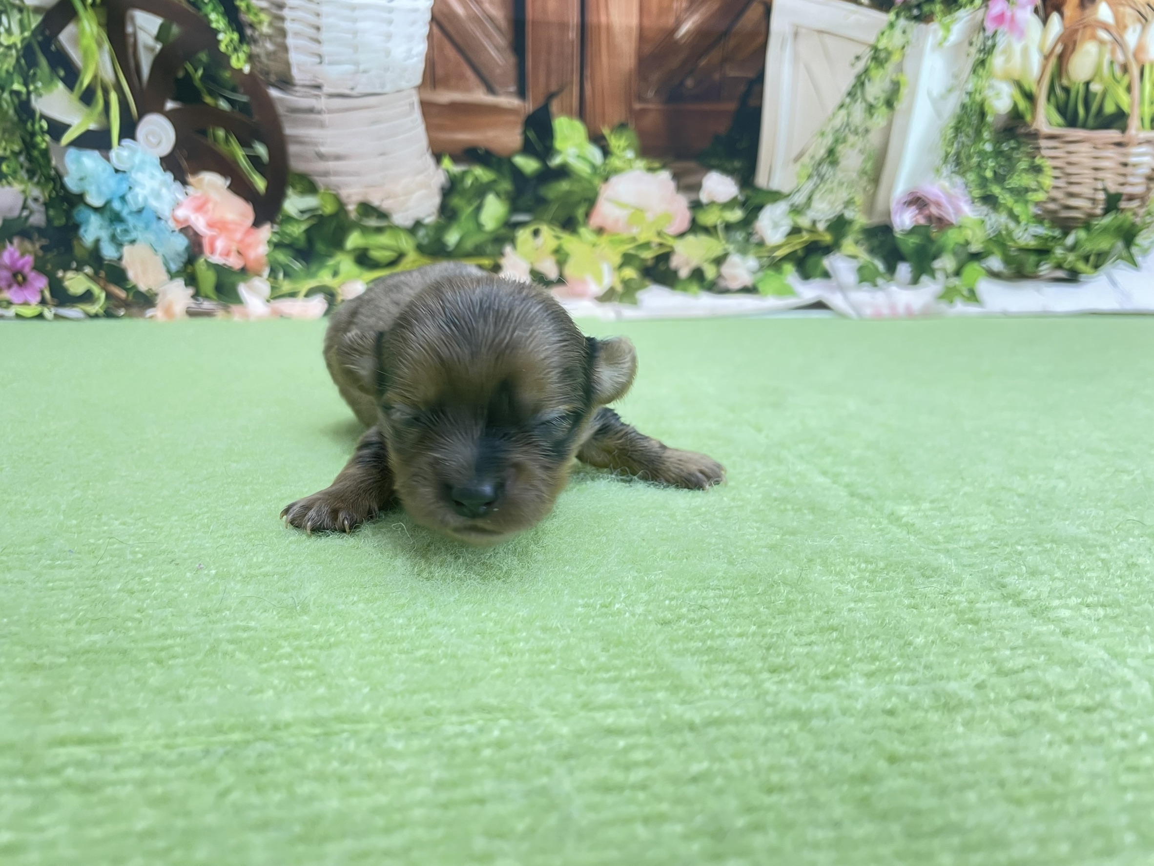 赤ちゃん写真1-2