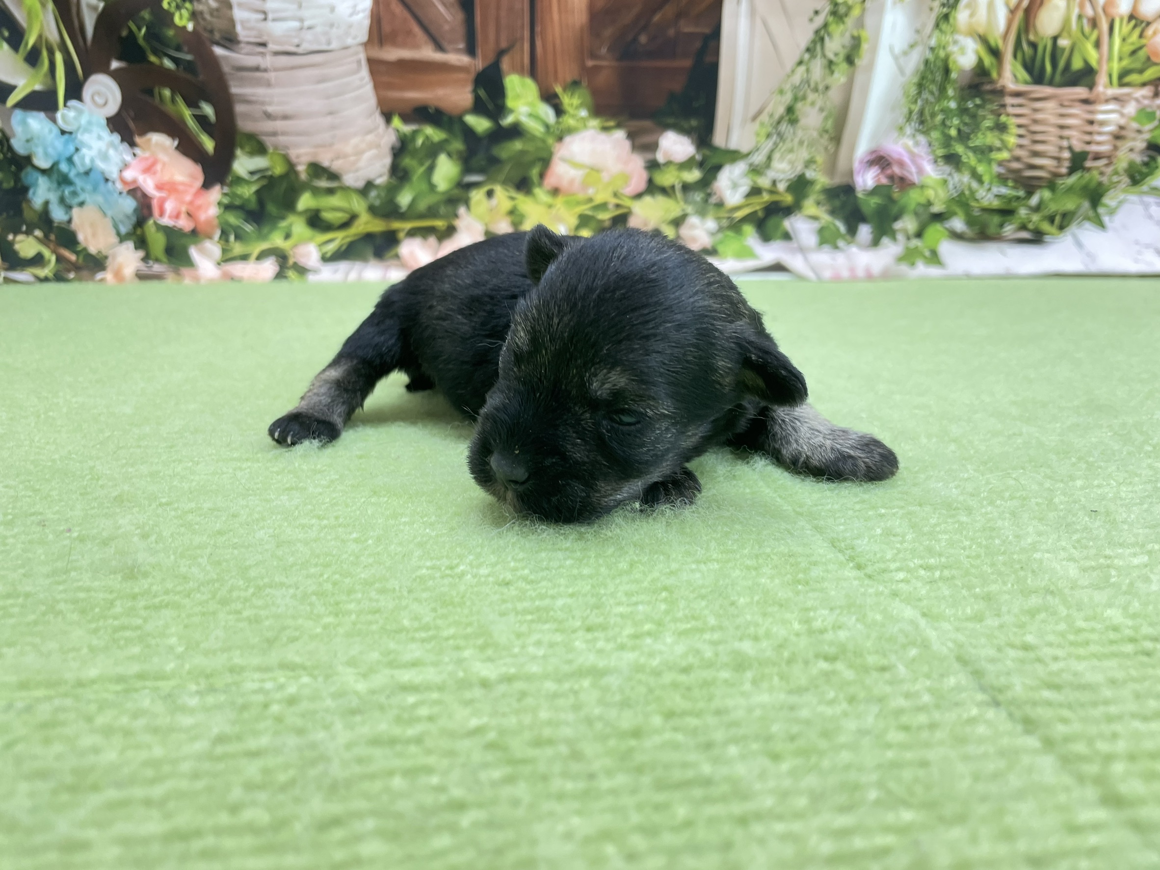 赤ちゃん写真1-1