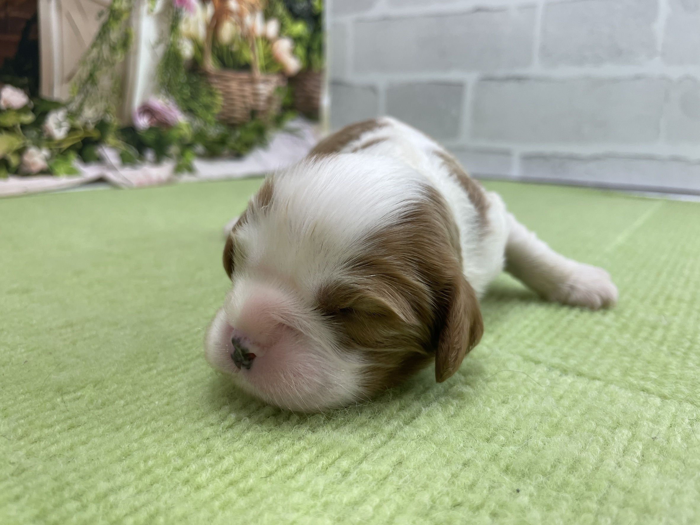 赤ちゃん写真1-2