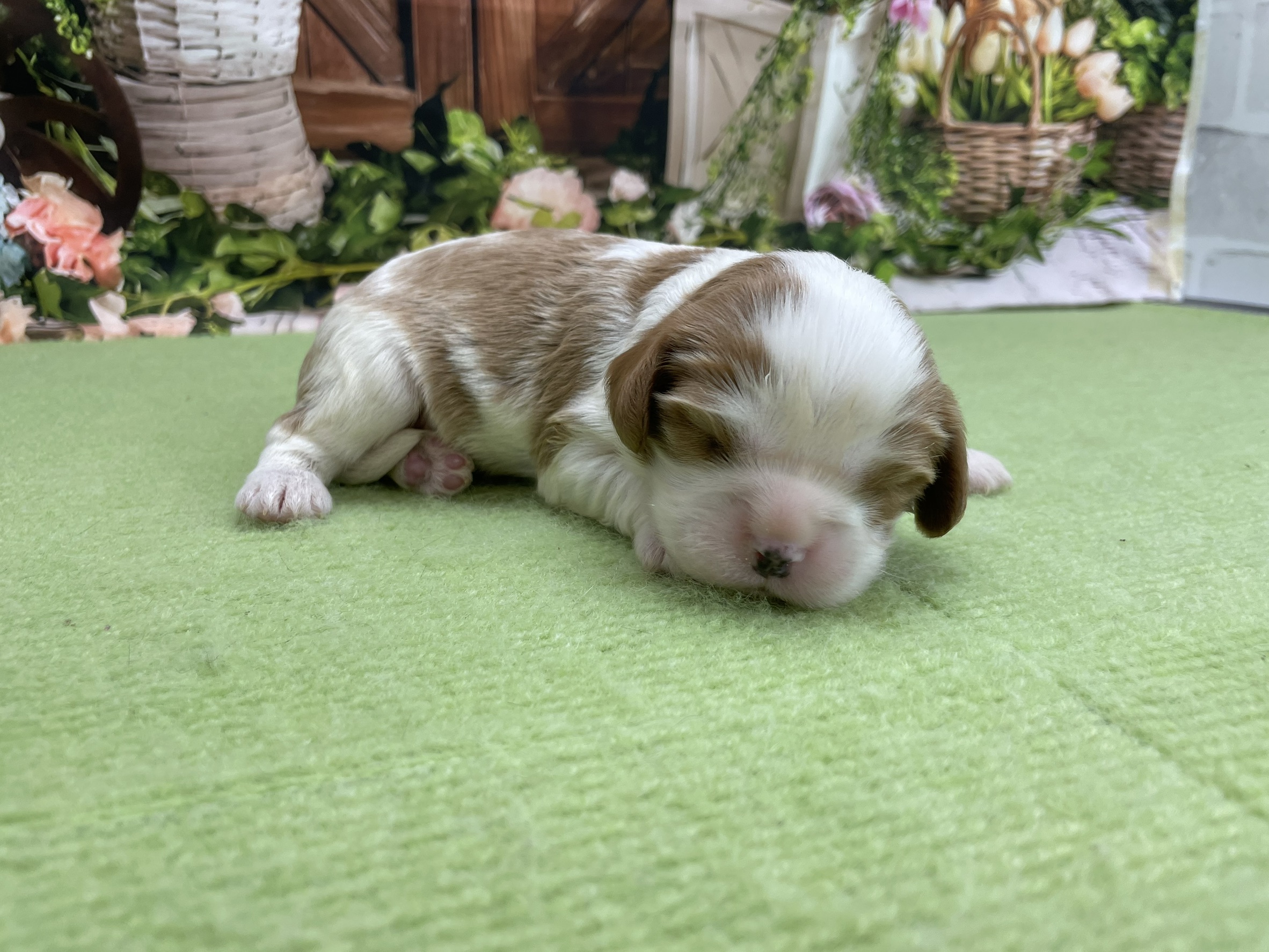 赤ちゃん写真1-3