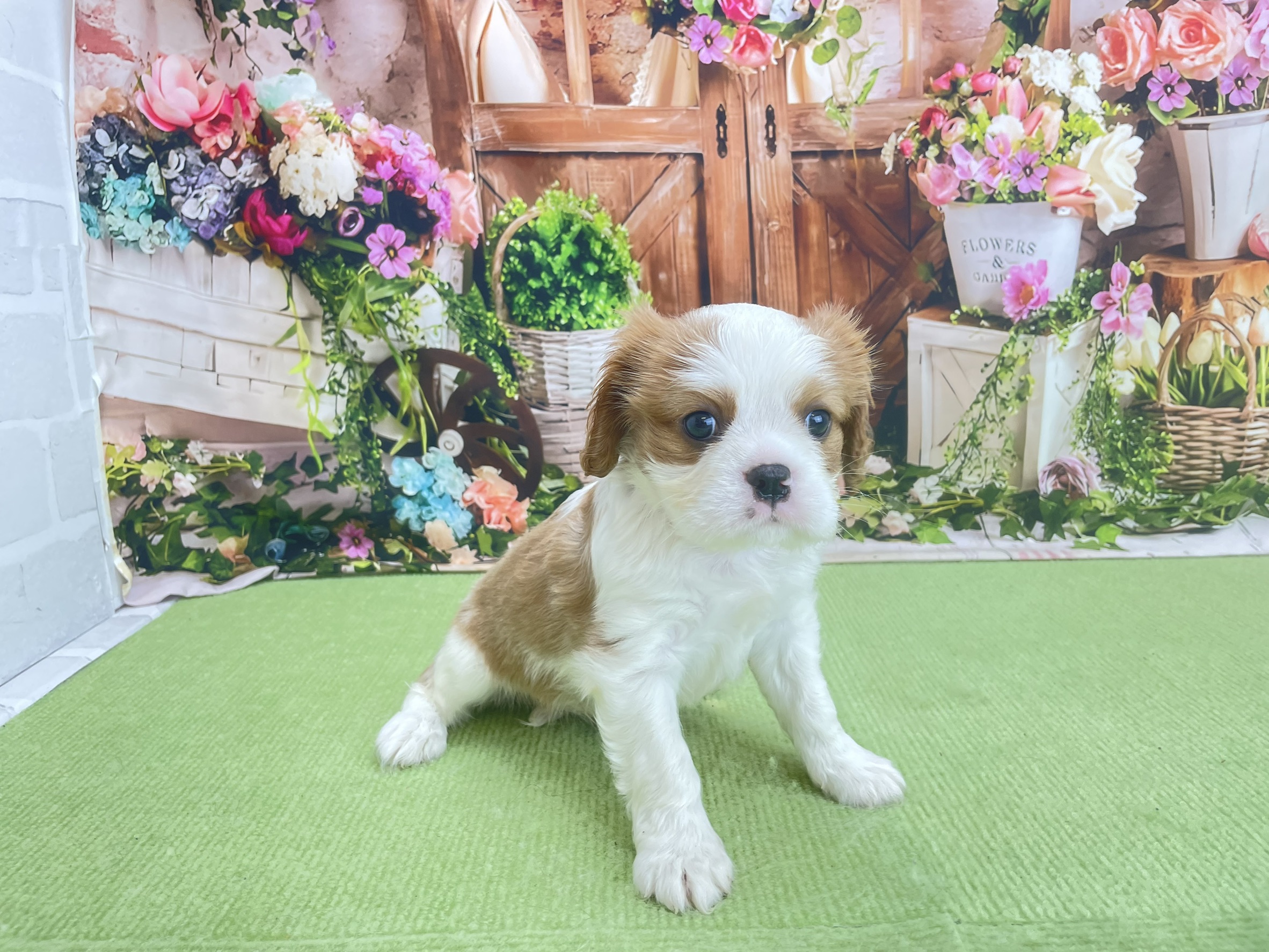 赤ちゃん写真2-1