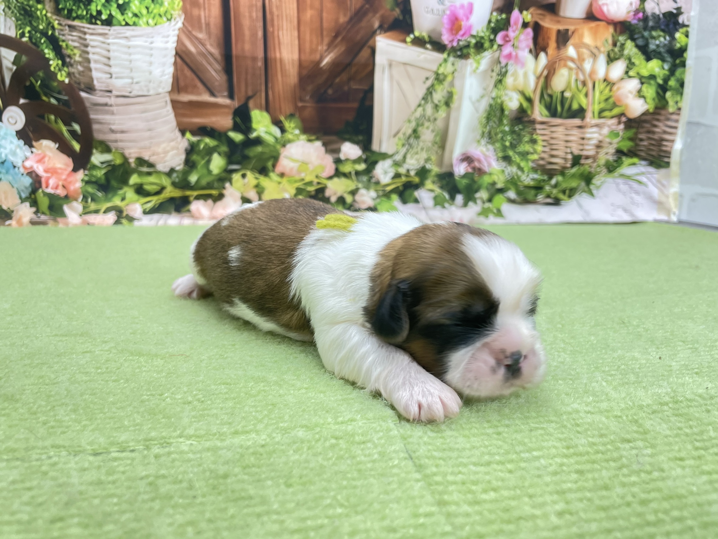赤ちゃん写真1-2