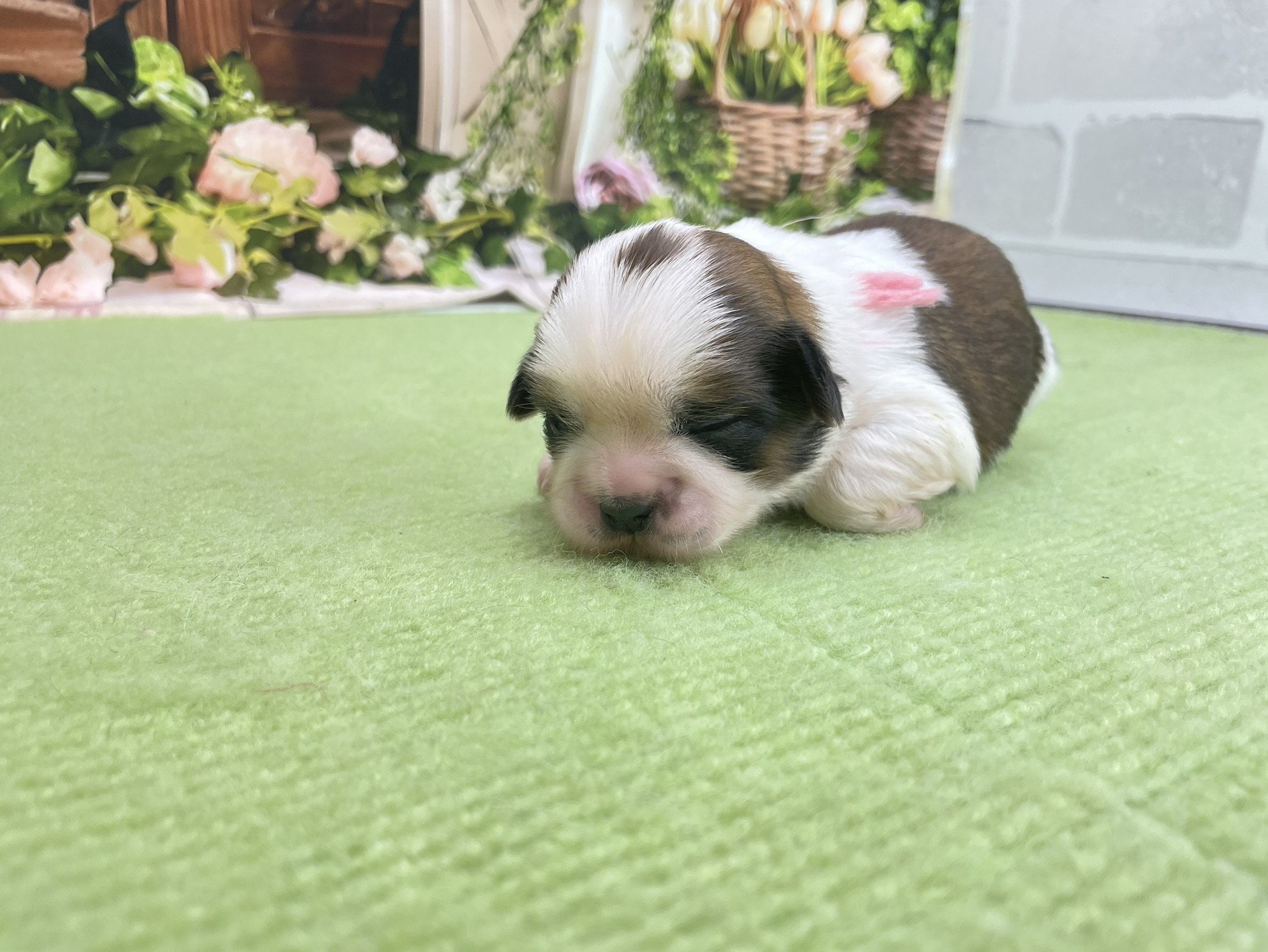 赤ちゃん写真1-1