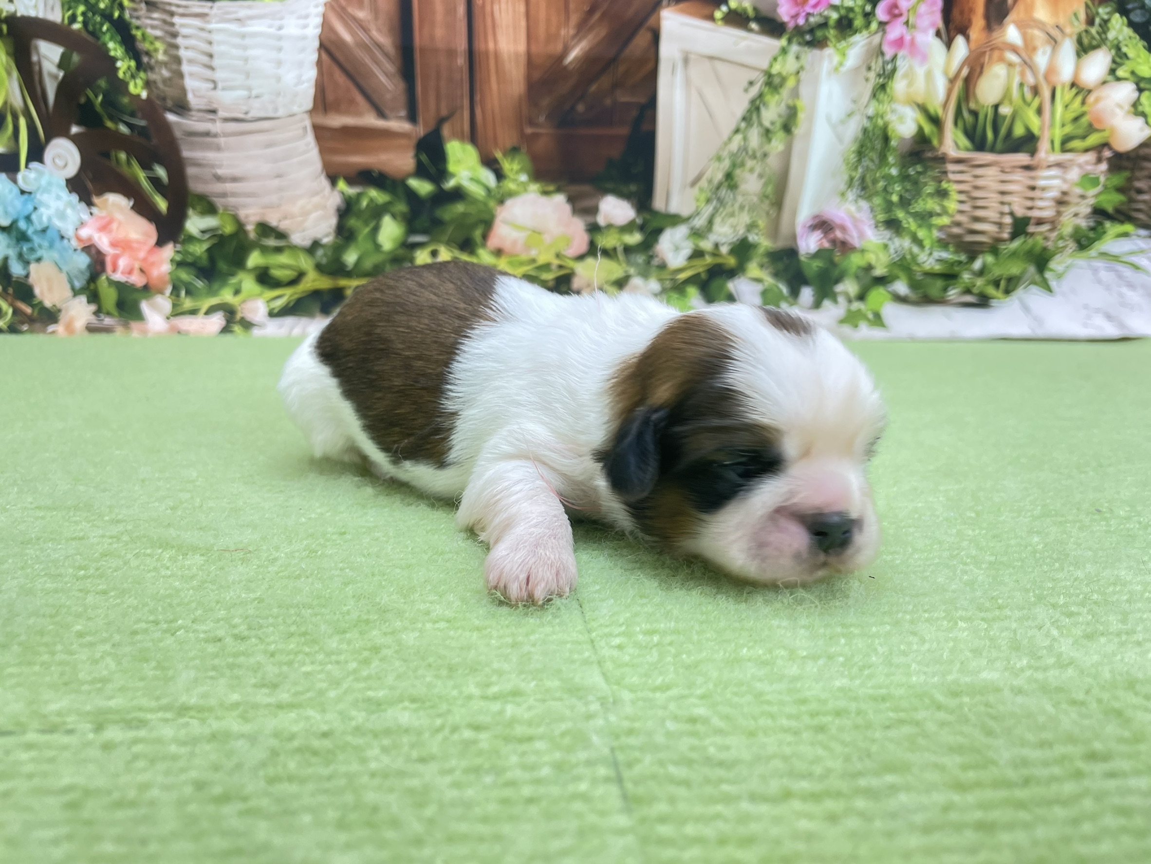赤ちゃん写真1-2