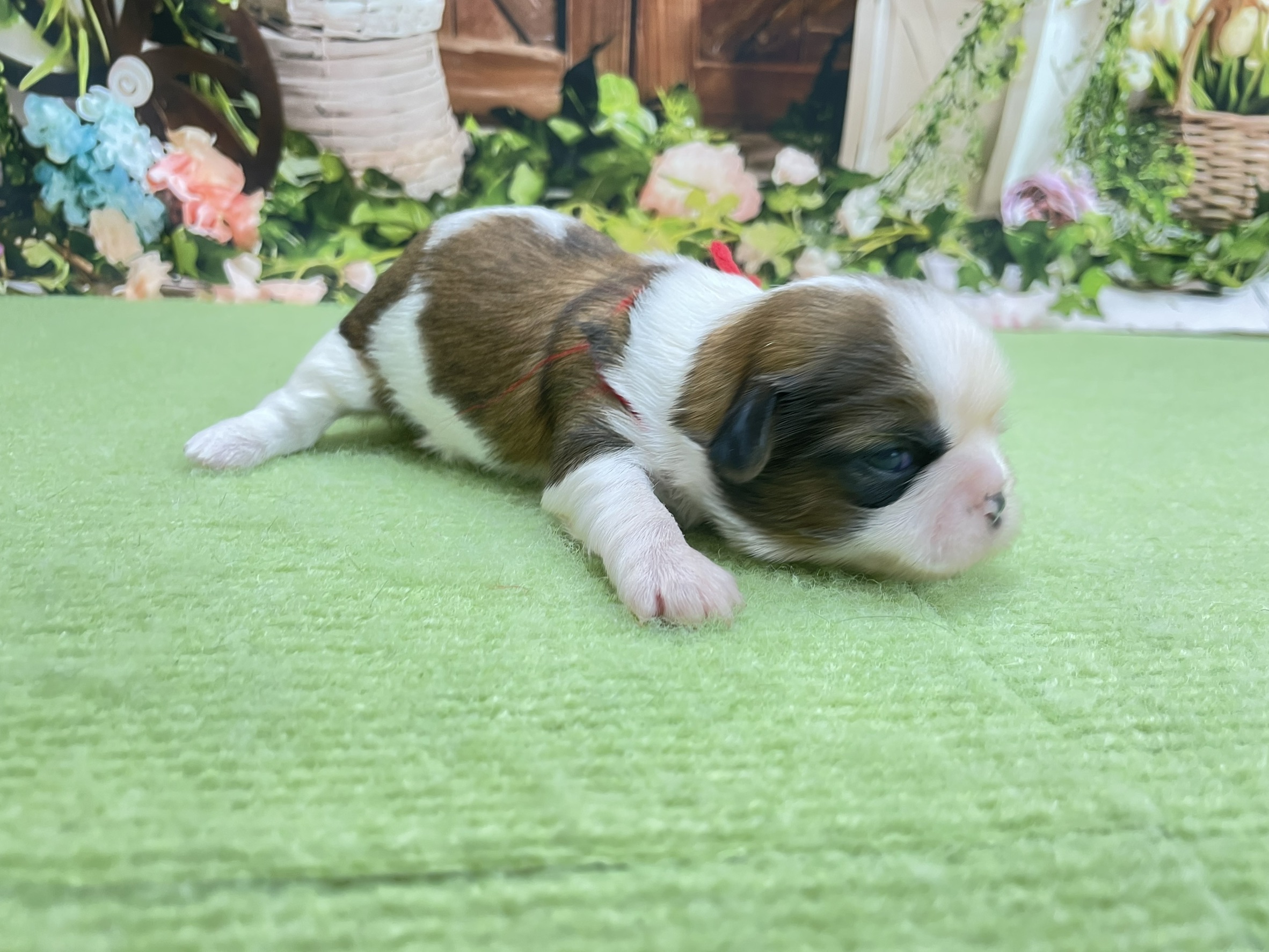 赤ちゃん写真1-2