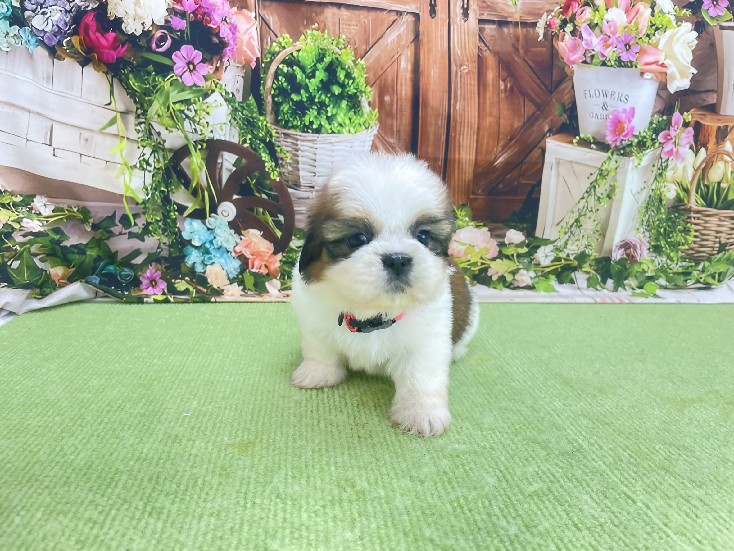 赤ちゃん写真2-1
