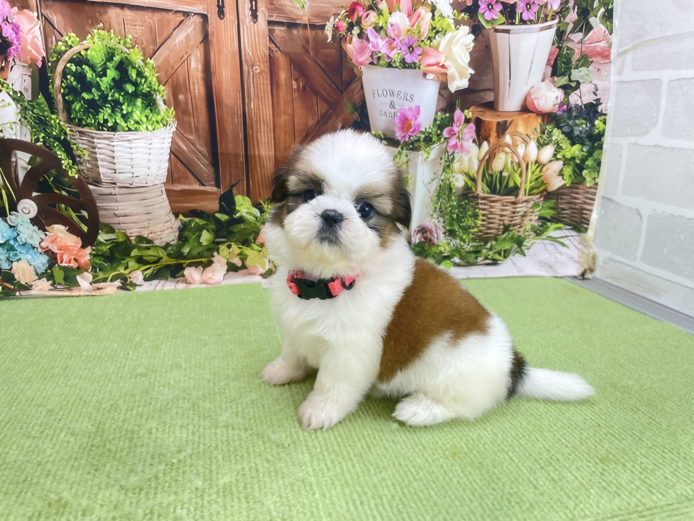 赤ちゃん写真2-1