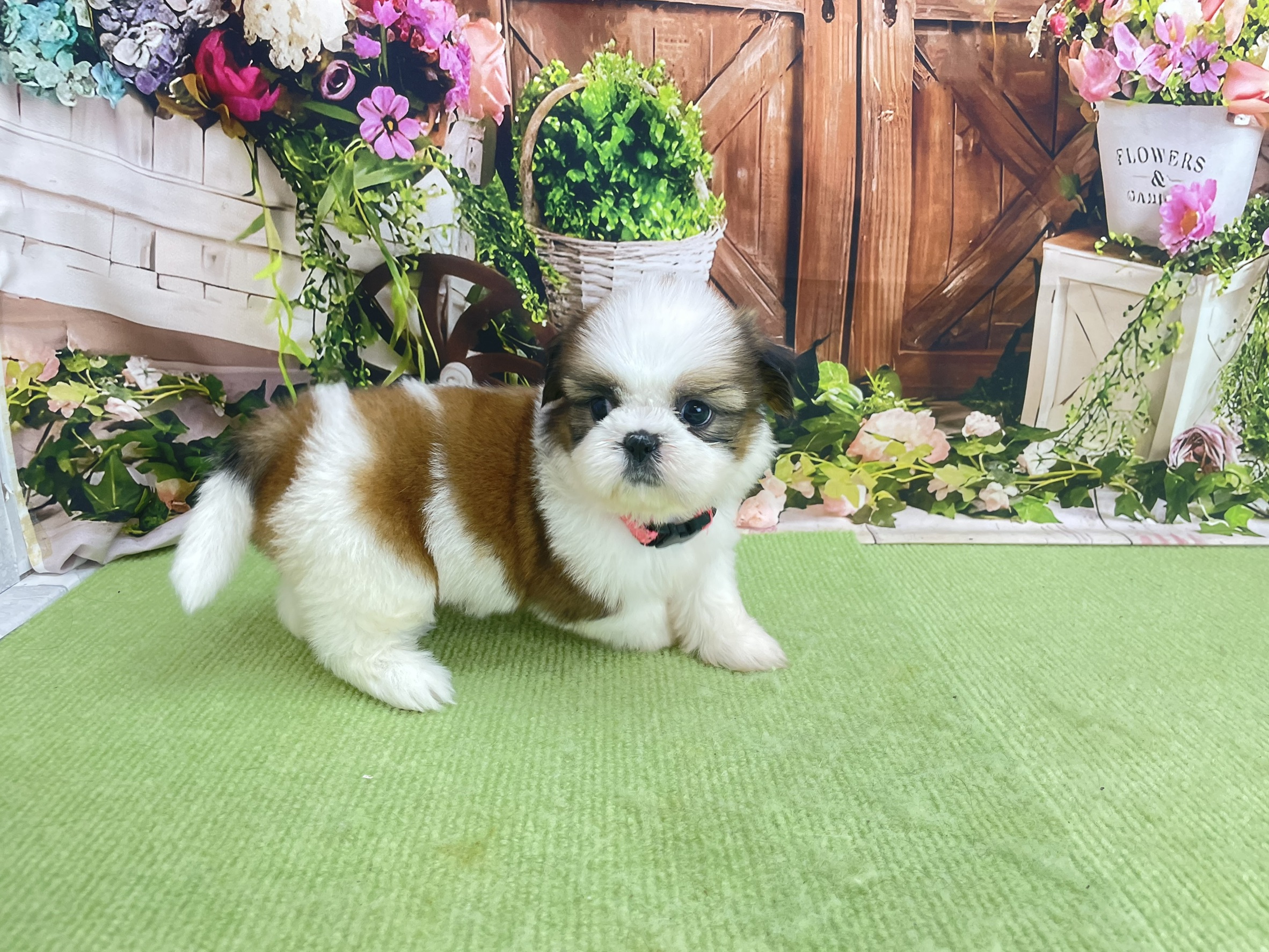 赤ちゃん写真2-2