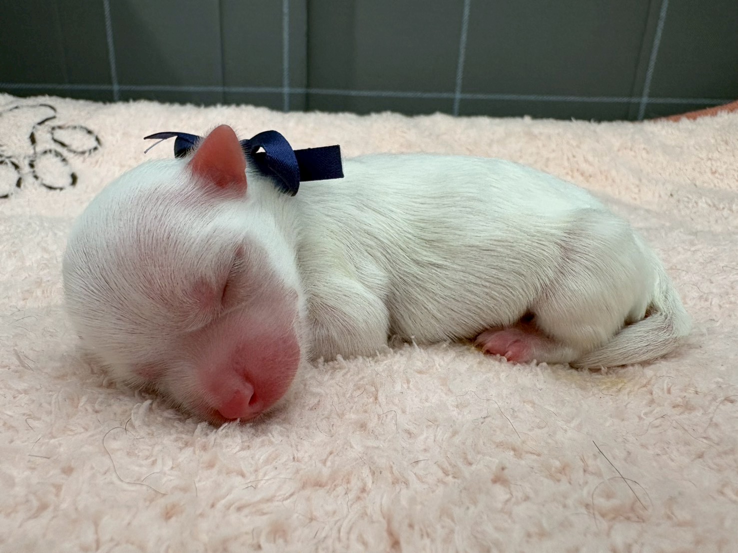 赤ちゃん写真1-2
