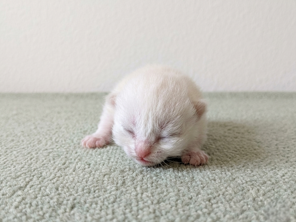 スコティッシュフォールド