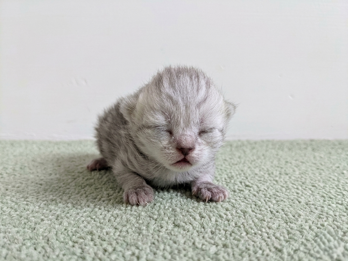 スコティッシュフォールド