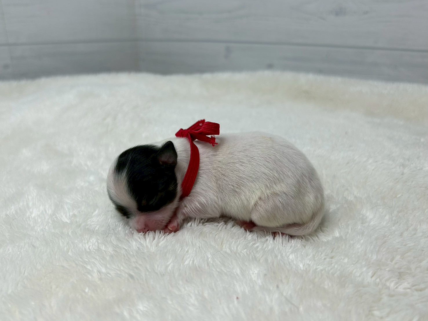 赤ちゃん写真1-2