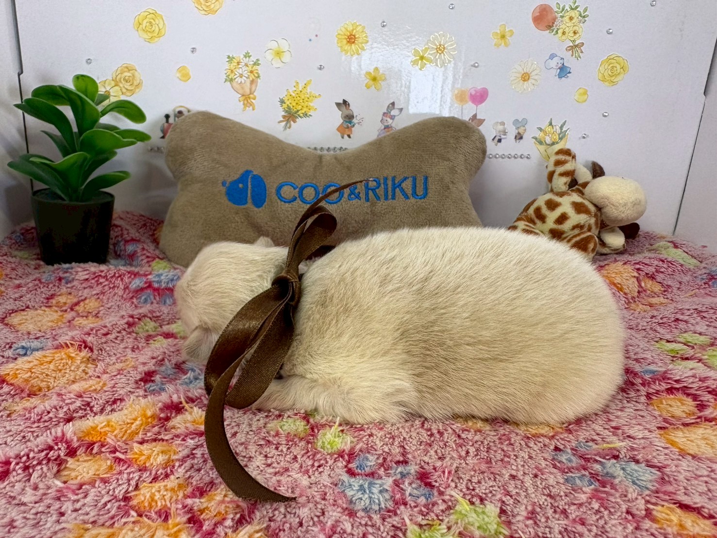 赤ちゃん写真1-2