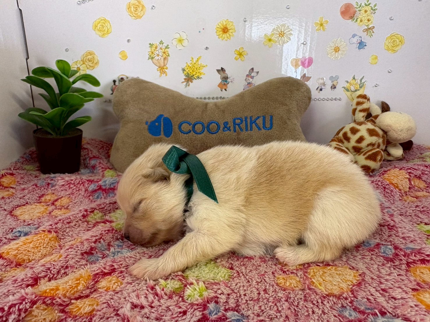 赤ちゃん写真1-2
