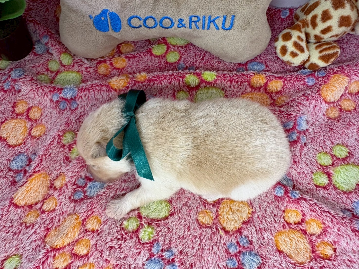 赤ちゃん写真1-3