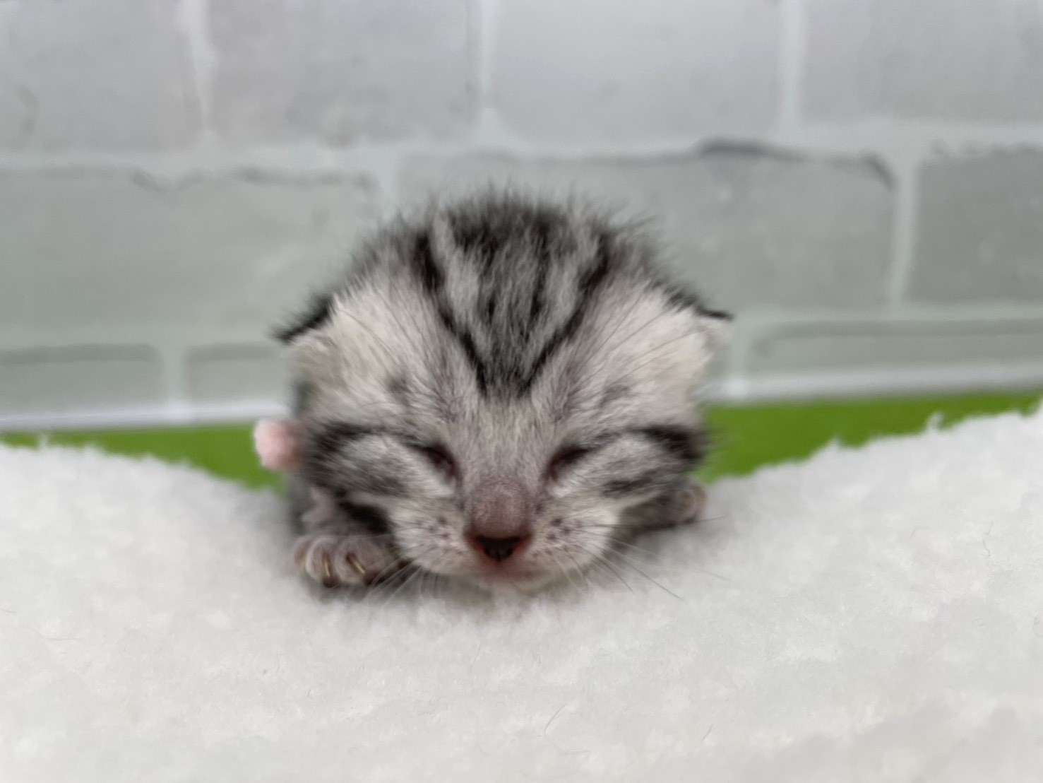 アメリカンショートヘアー