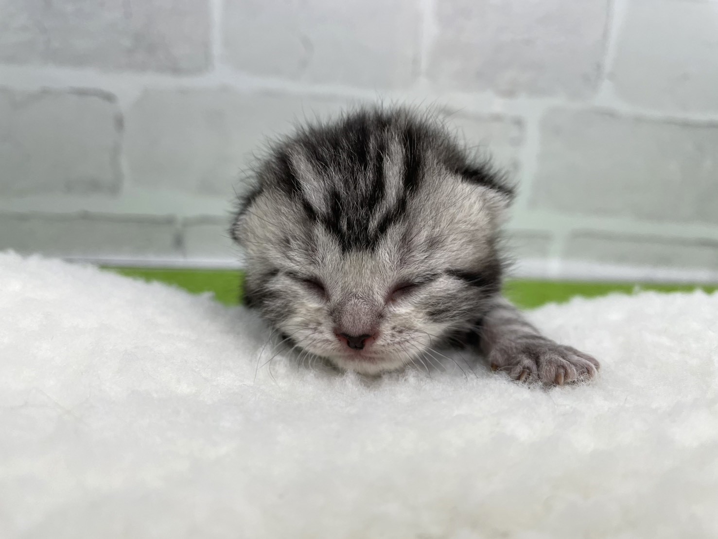 アメリカンショートヘアー