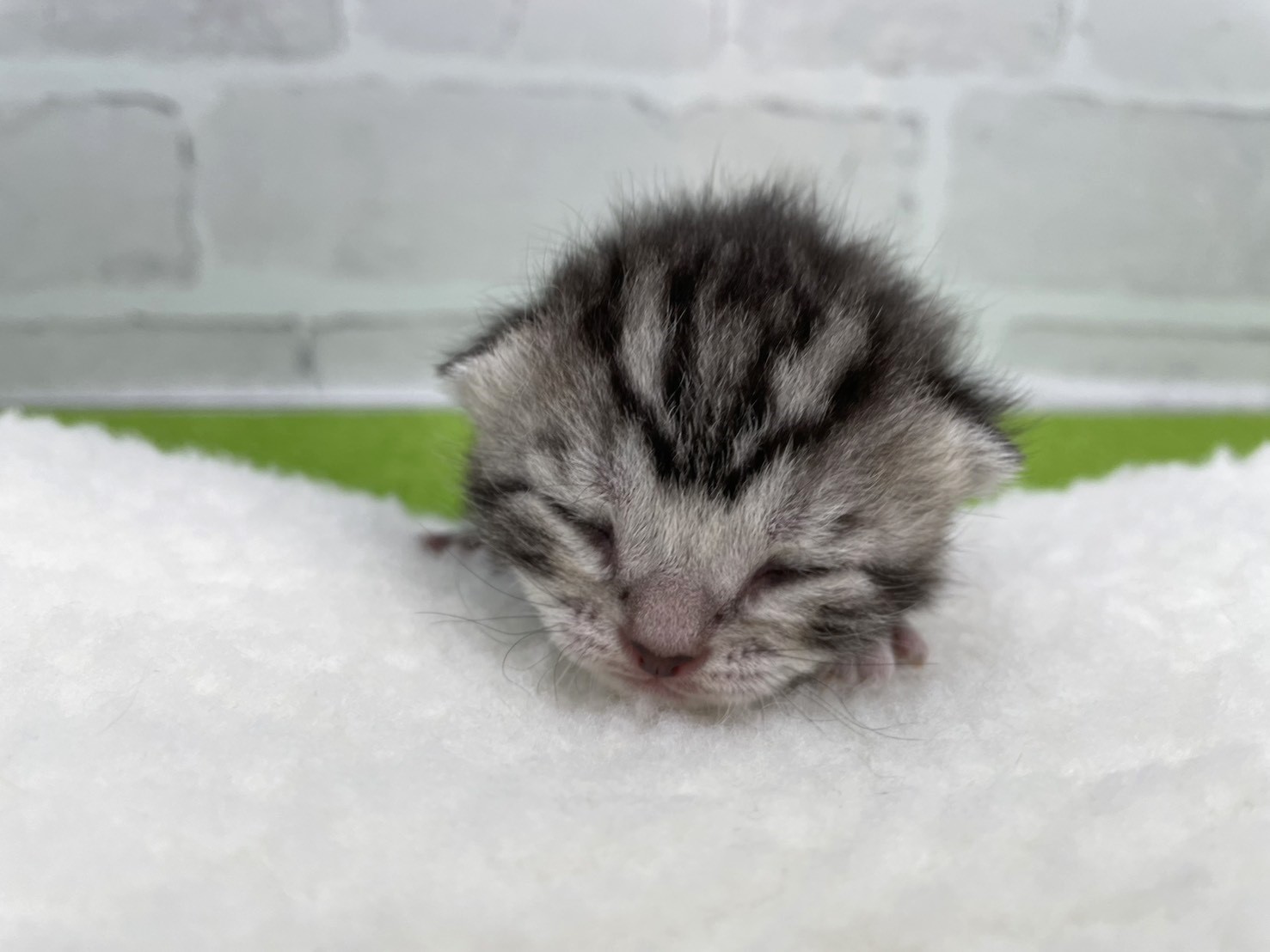 アメリカンショートヘアー