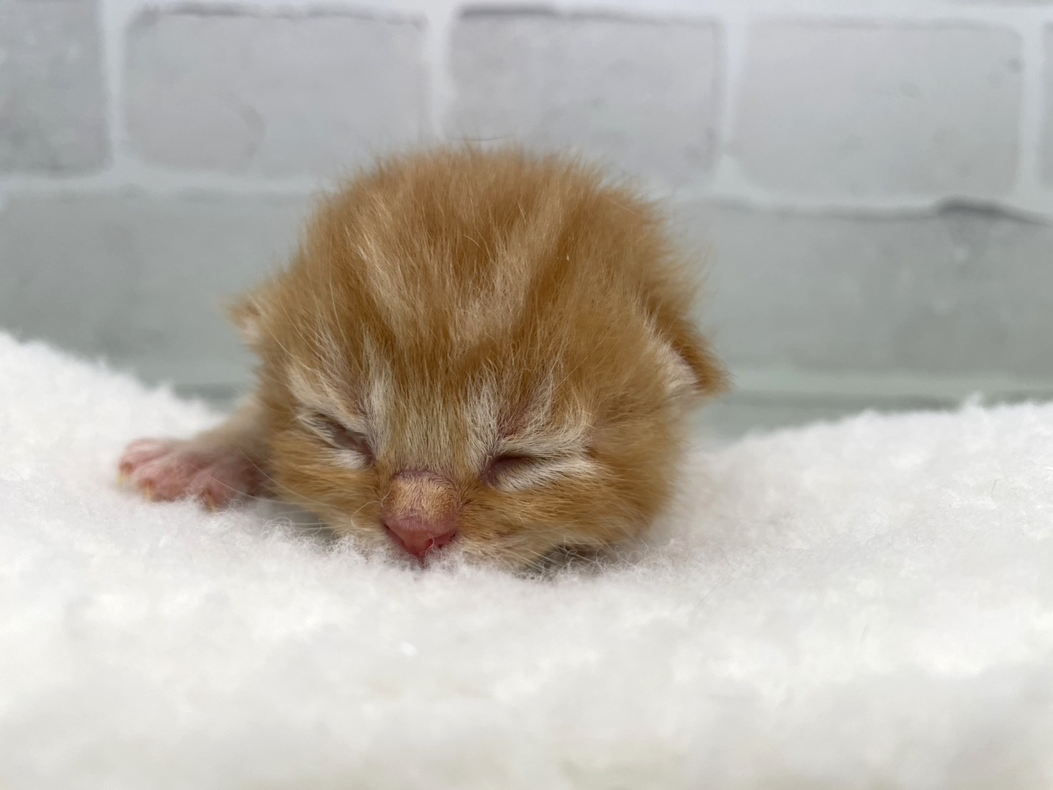 スコティッシュフォールド