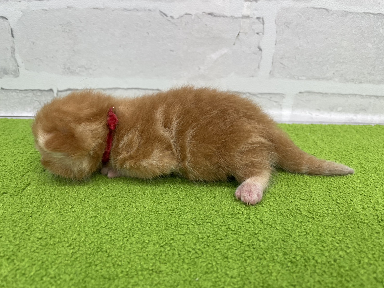 赤ちゃん写真1-2