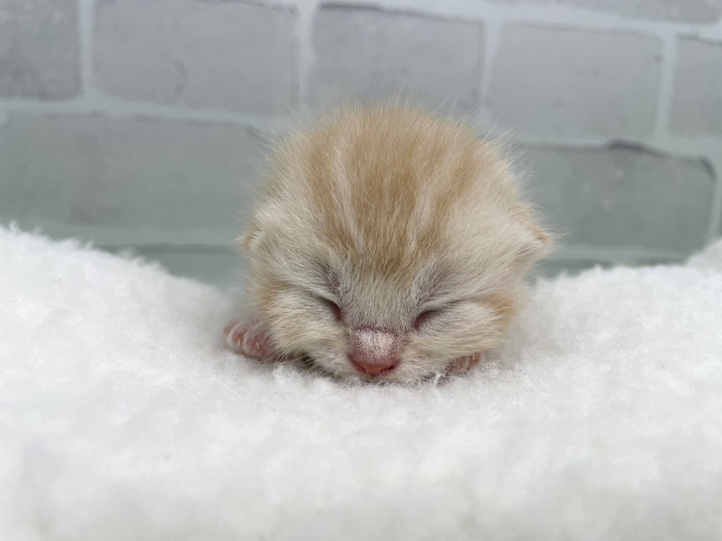 スコティッシュフォールド