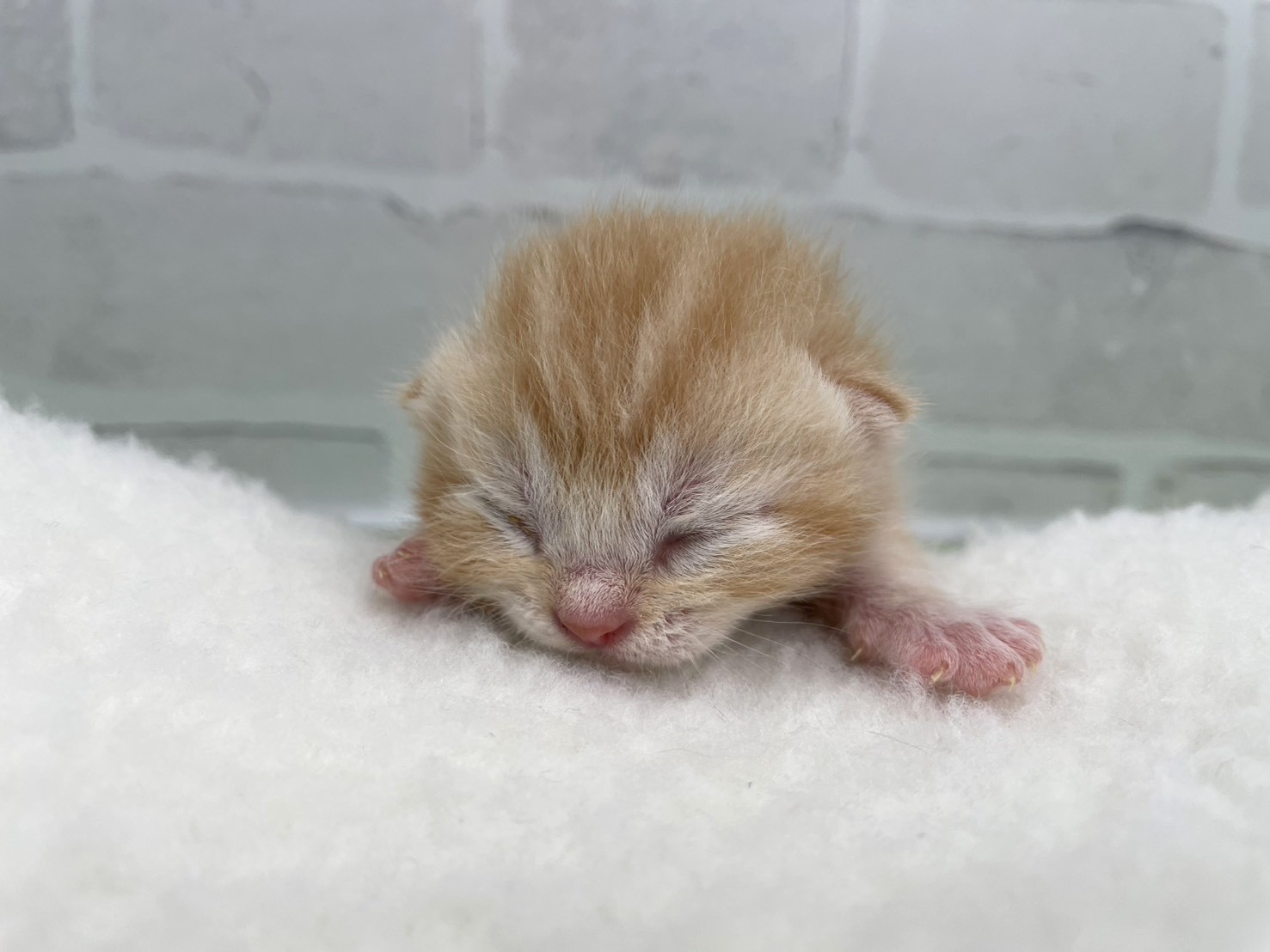 スコティッシュフォールド