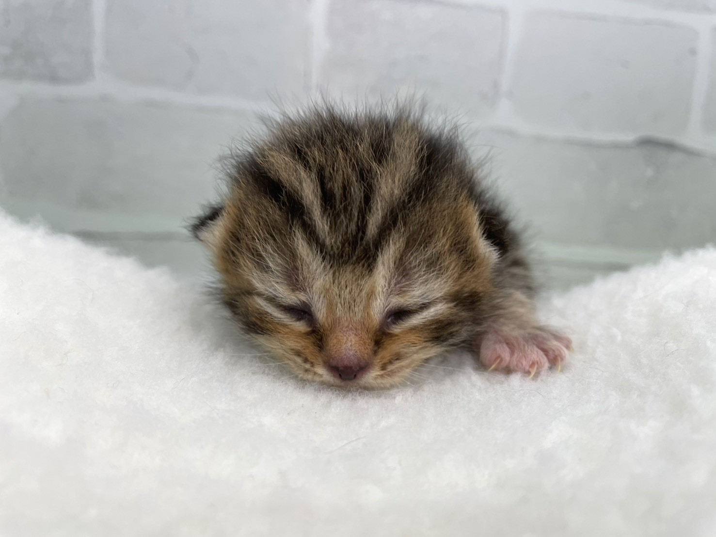 スコティッシュフォールド