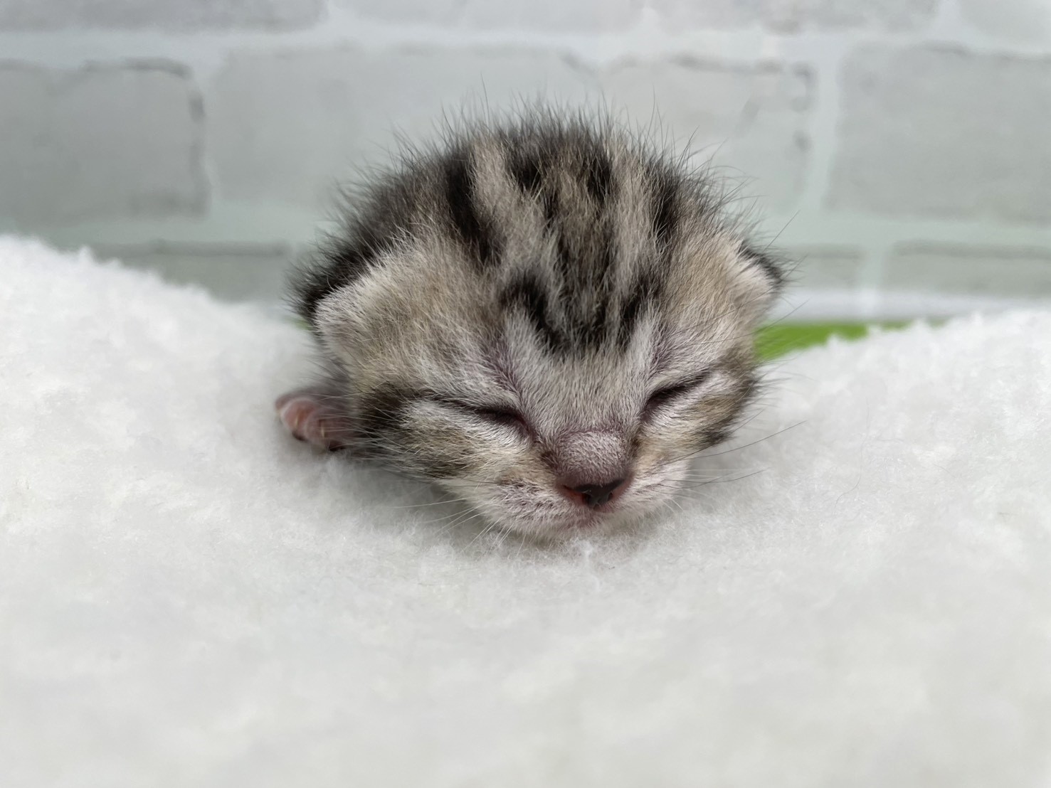 スコティッシュフォールド