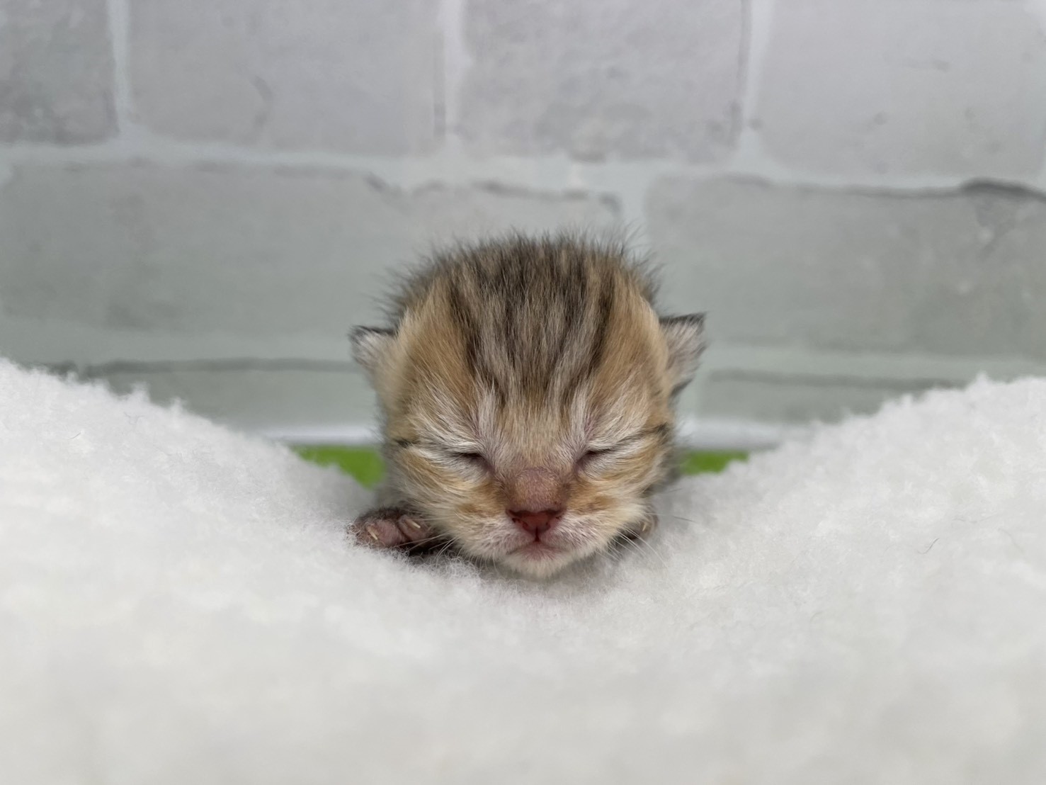 ブリティッシュショートヘアー