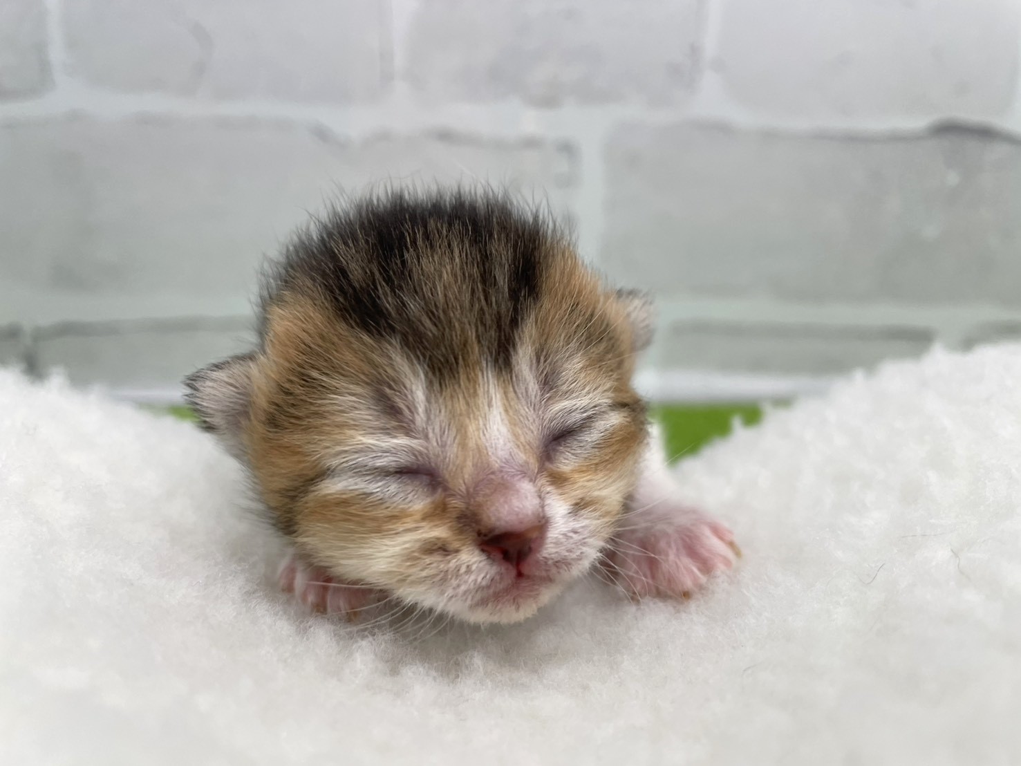 ブリティッシュショートヘアー
