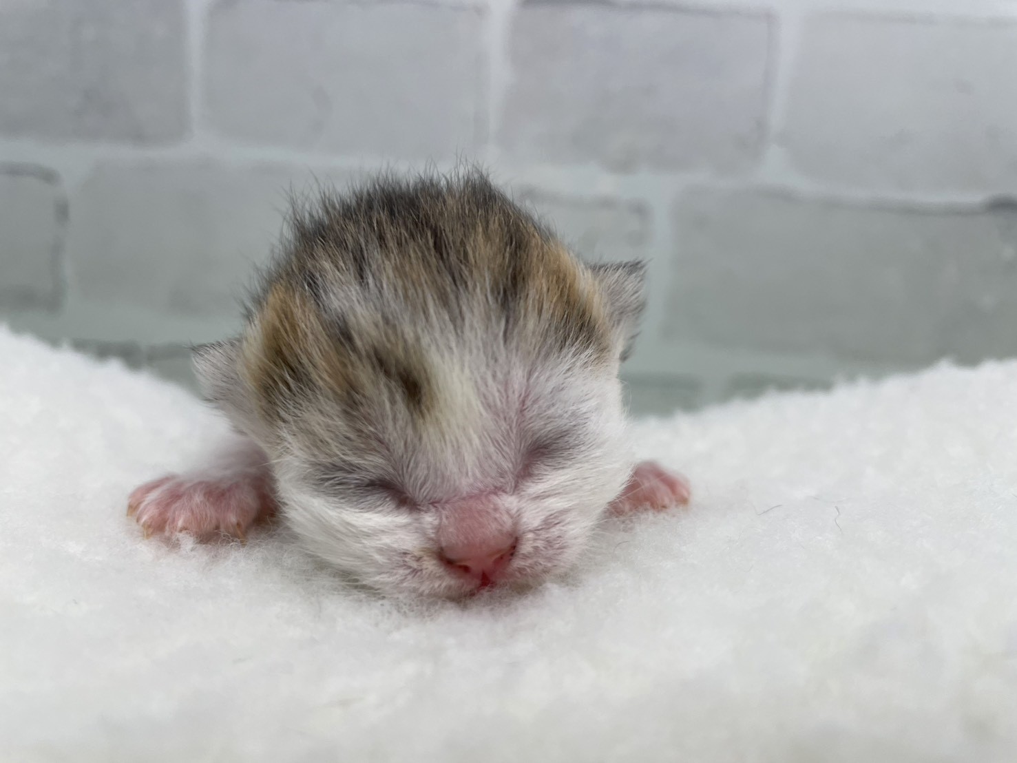 ブリティッシュショートヘアー