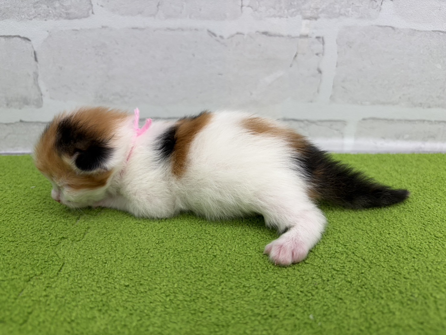 赤ちゃん写真1-2