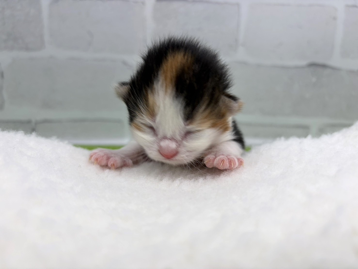 ノルウェージャン・フォレストキャット