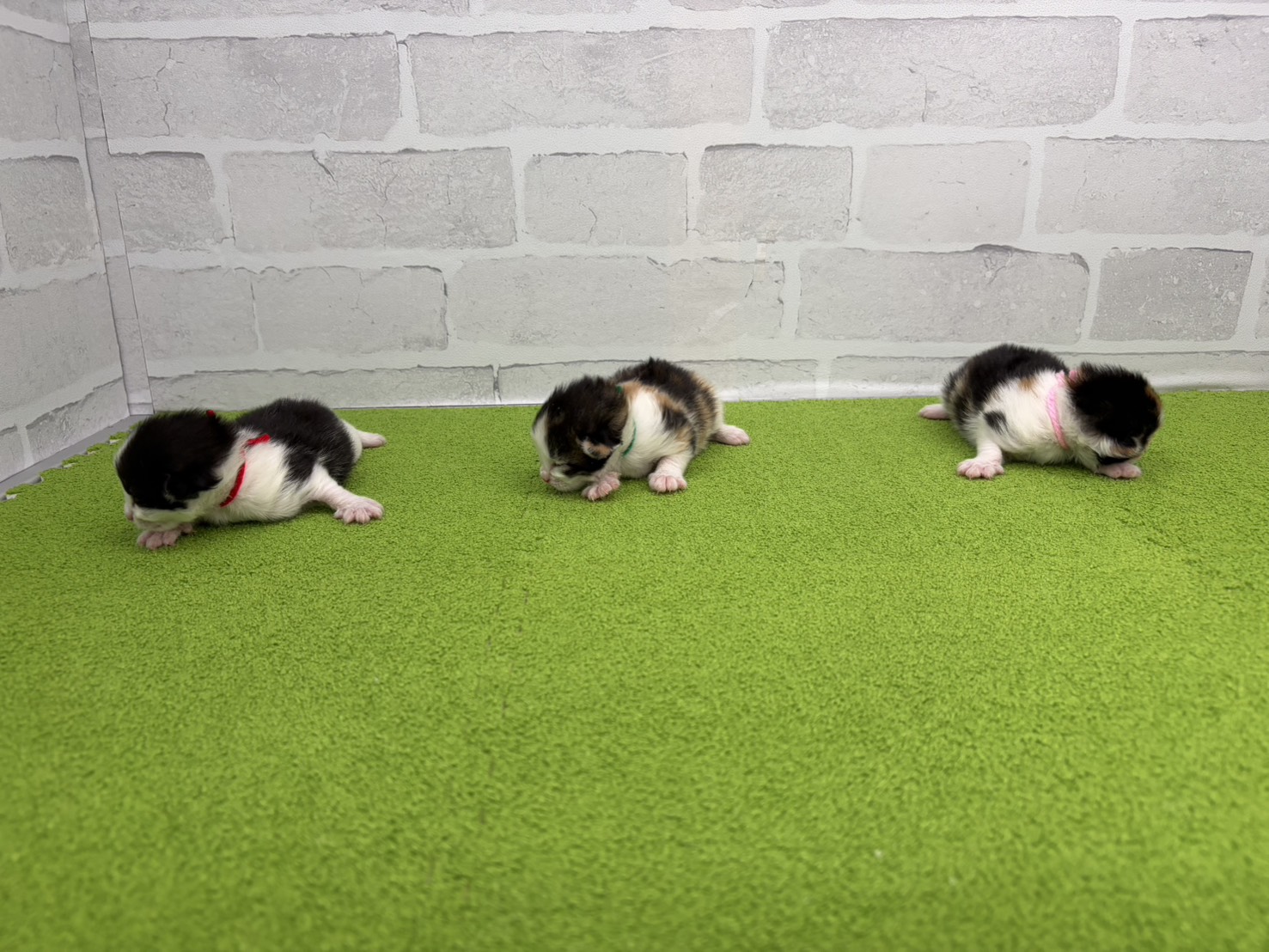 赤ちゃん写真1-3